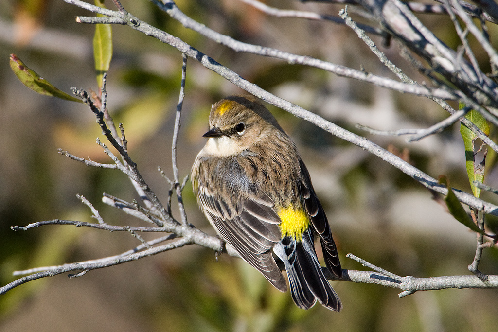 Yellow-rumped Warbler (Dendroica coronata)