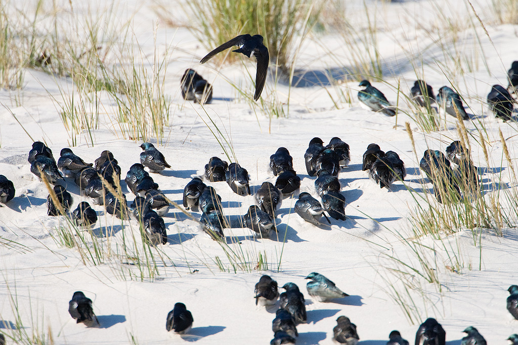 Tree Swallow (Tachycineta bicolor)