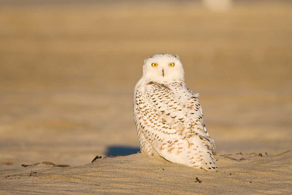 Snowy Owl (Nyctea scandiaca)