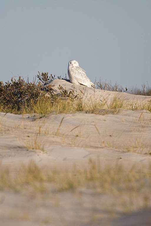 Snowy Owl (Nyctea scandiaca)