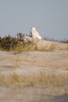 Snowy Owl (Nyctea scandiaca)