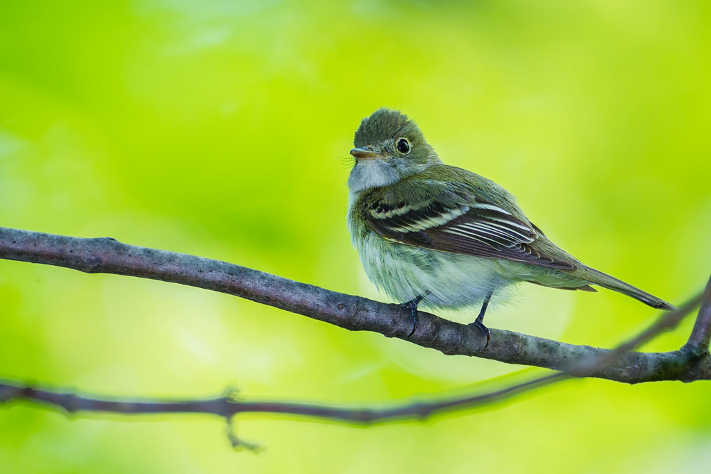 Acadian Flycatcher (Empidonax virescens)