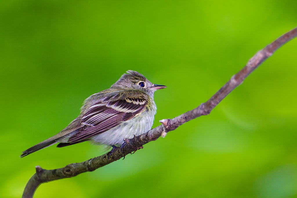 Acadian Flycatcher (Empidonax virescens)