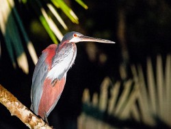 Agami Heron (Agamia agami)