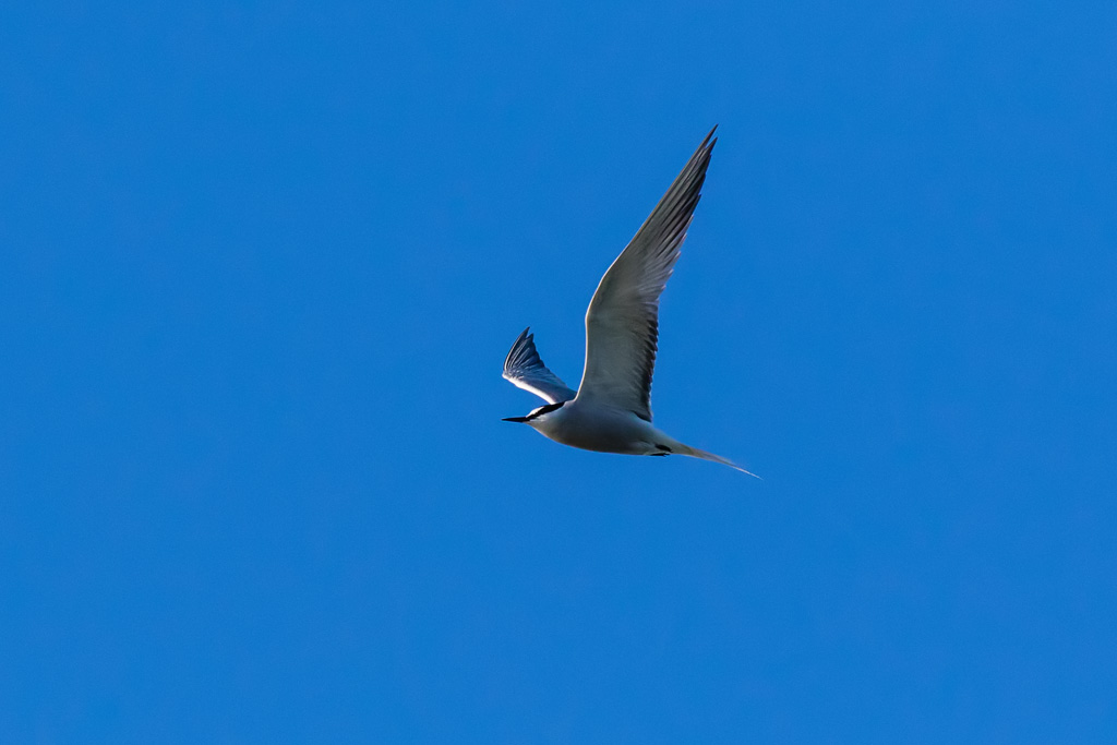 Aleutian Tern (Onychoprion aleuticus)