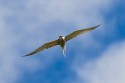 Aleutian Tern (Onychoprion aleuticus)