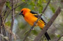 Altamira Oriole (Icterus gularis)