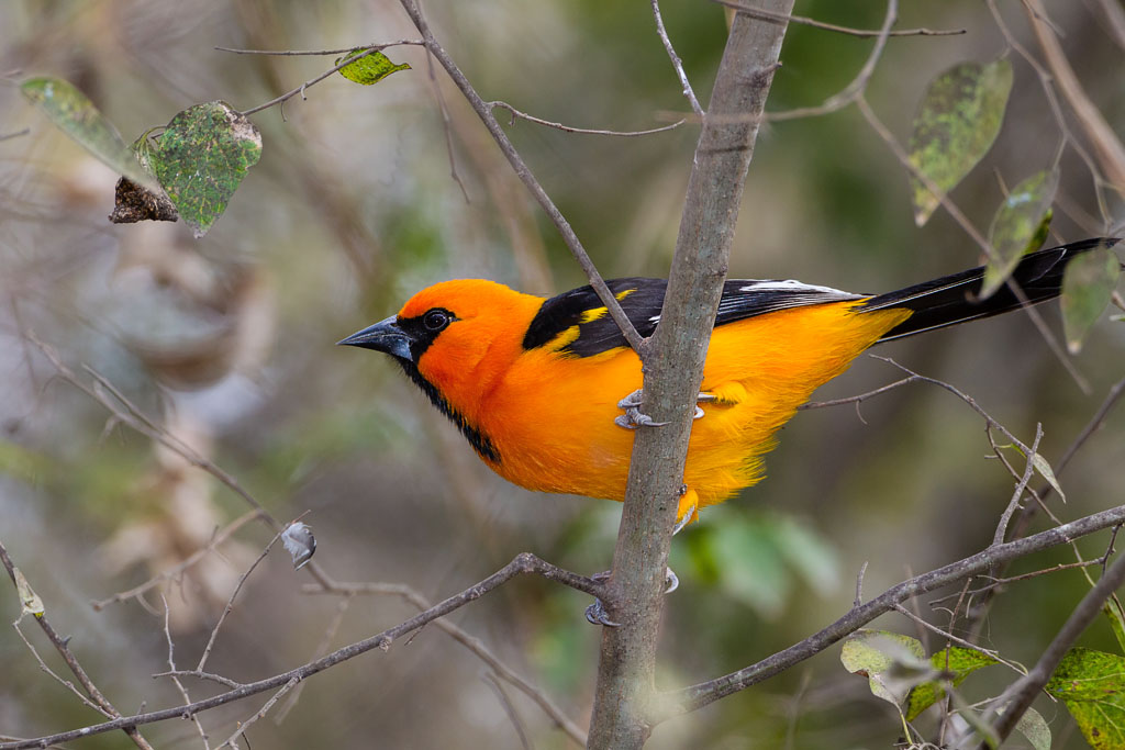 Altamira Oriole (Icterus gularis)