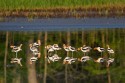 American Avocet (Recurvirostra americana)