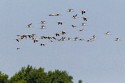 American Avocet (Recurvirostra americana)