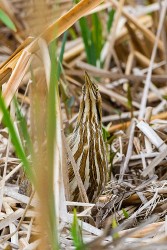 American Bittern (Botaurus lentiginosus)