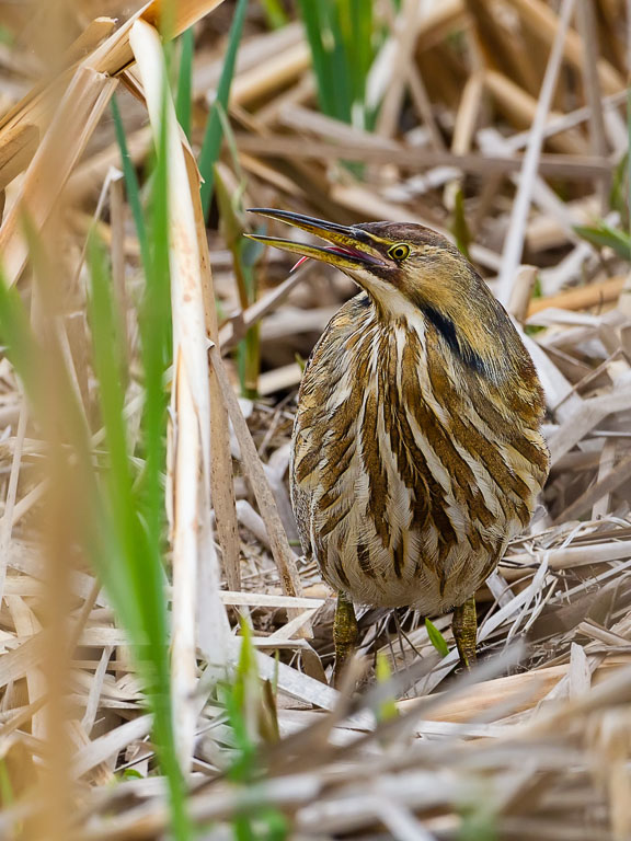 American Bittern (Botaurus lentiginosus)