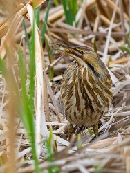 American Bittern (Botaurus lentiginosus)