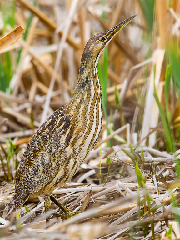 American Bittern (Botaurus lentiginosus)