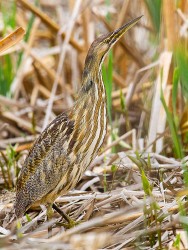 American Bittern (Botaurus lentiginosus)