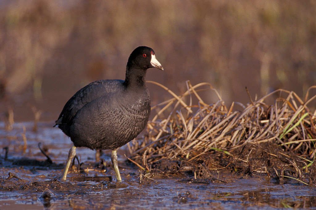 American Coot (Fulica americana)