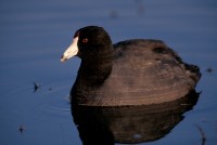 American Coot (Fulica americana)