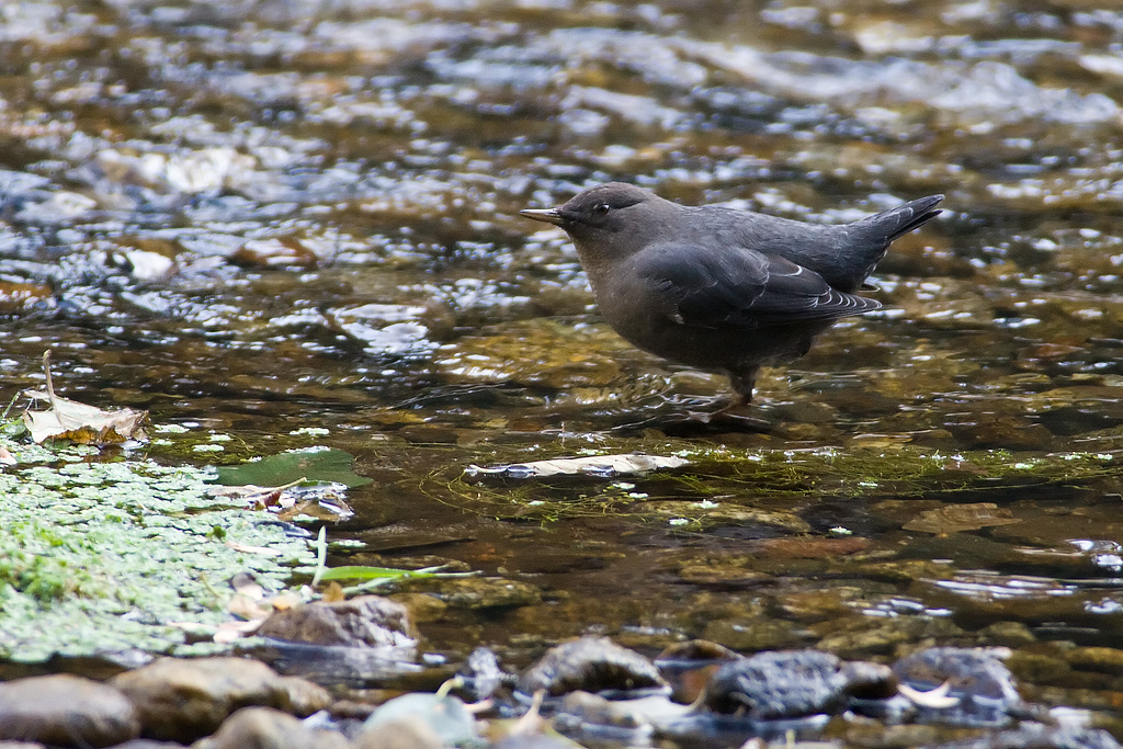 American Dipper (Cinclus mexicanus)