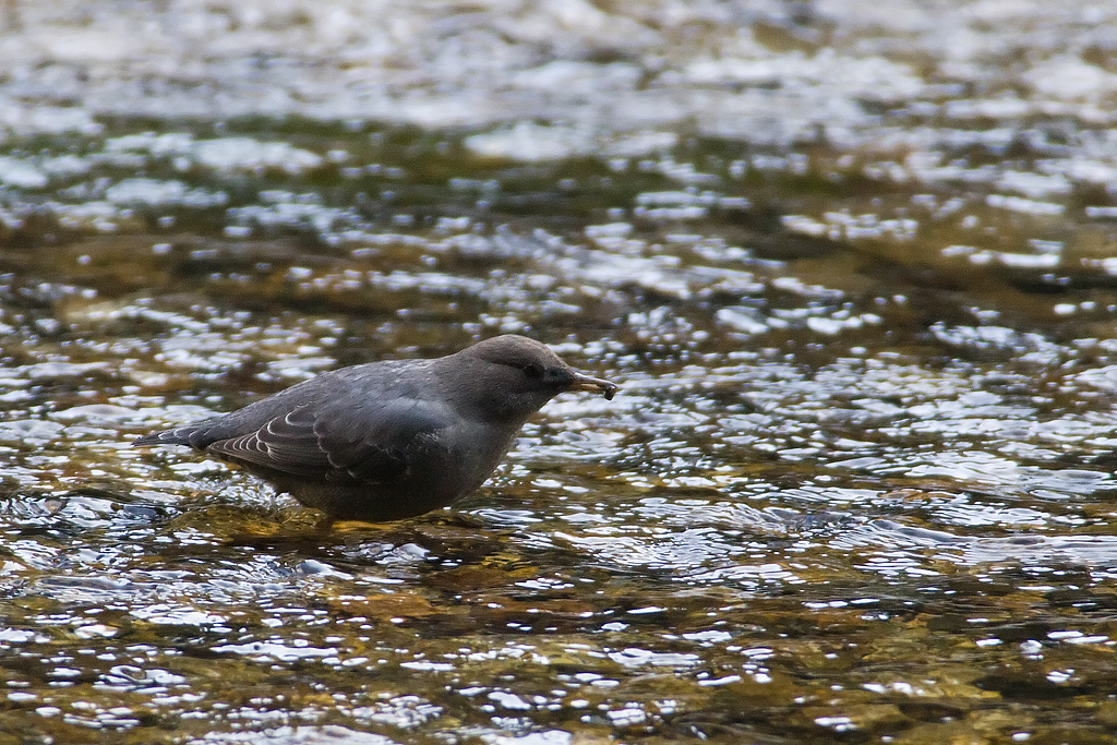 American Dipper (Cinclus mexicanus)