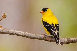 American Goldfinch (Spinus tristis)