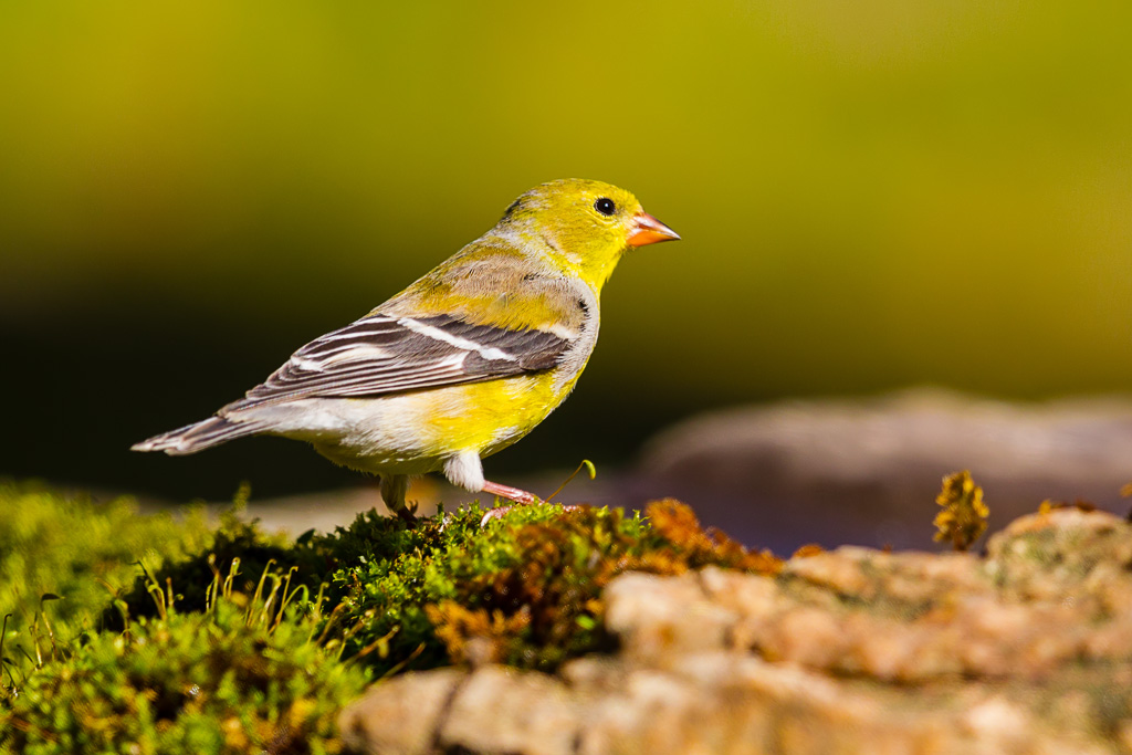 American Goldfinch (Spinus tristis)