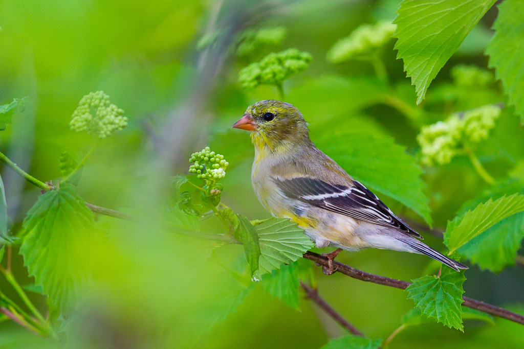 American Goldfinch (Spinus tristis)