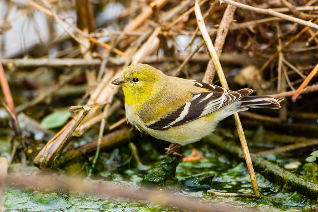 American Goldfinch (Spinus tristis)