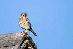 American Kestrel (Falco sparverius)