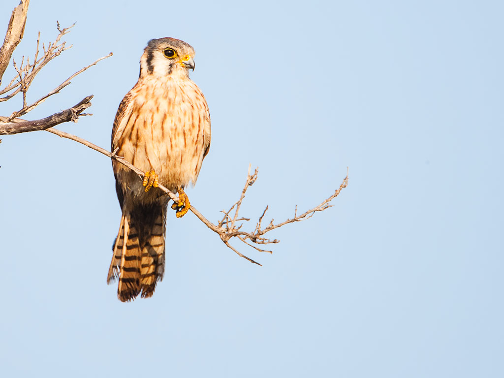 American Kestrel (Falco sparverius)