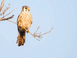 American Kestrel (Falco sparverius)