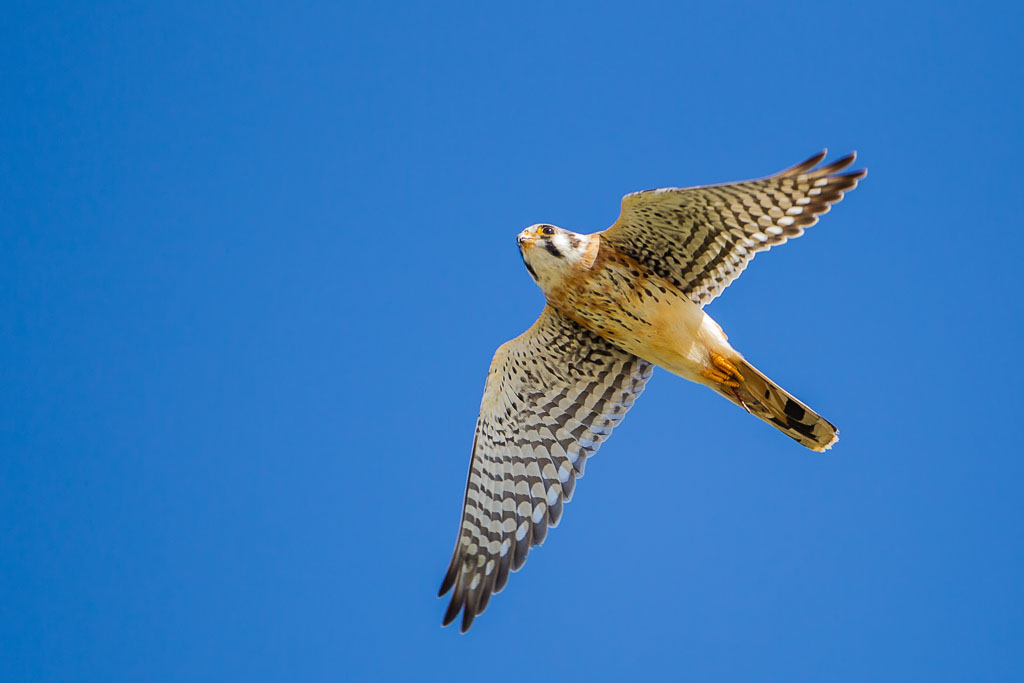 American Kestrel (Falco sparverius)