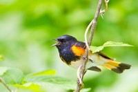 American Redstart (Setophaga ruticilla)