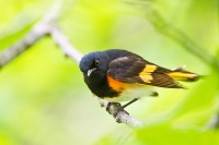 American Redstart (Setophaga ruticilla)