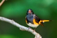 American Redstart (Setophaga ruticilla)