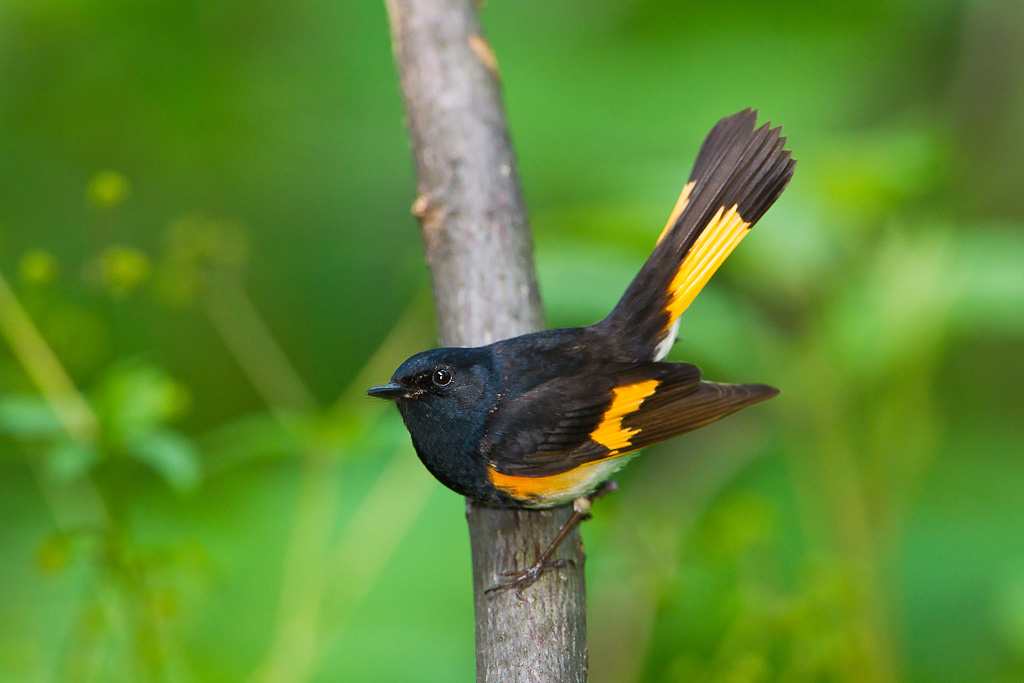 American Redstart (Setophaga ruticilla)