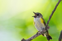 American Redstart (Setophaga ruticilla)