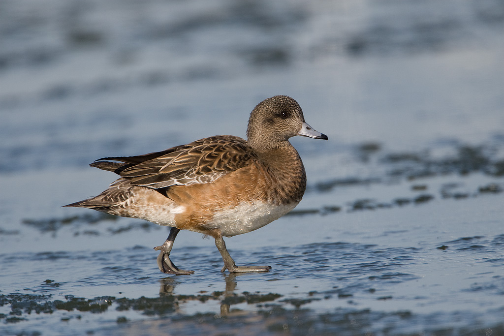 American Widgeon (Anas americana)