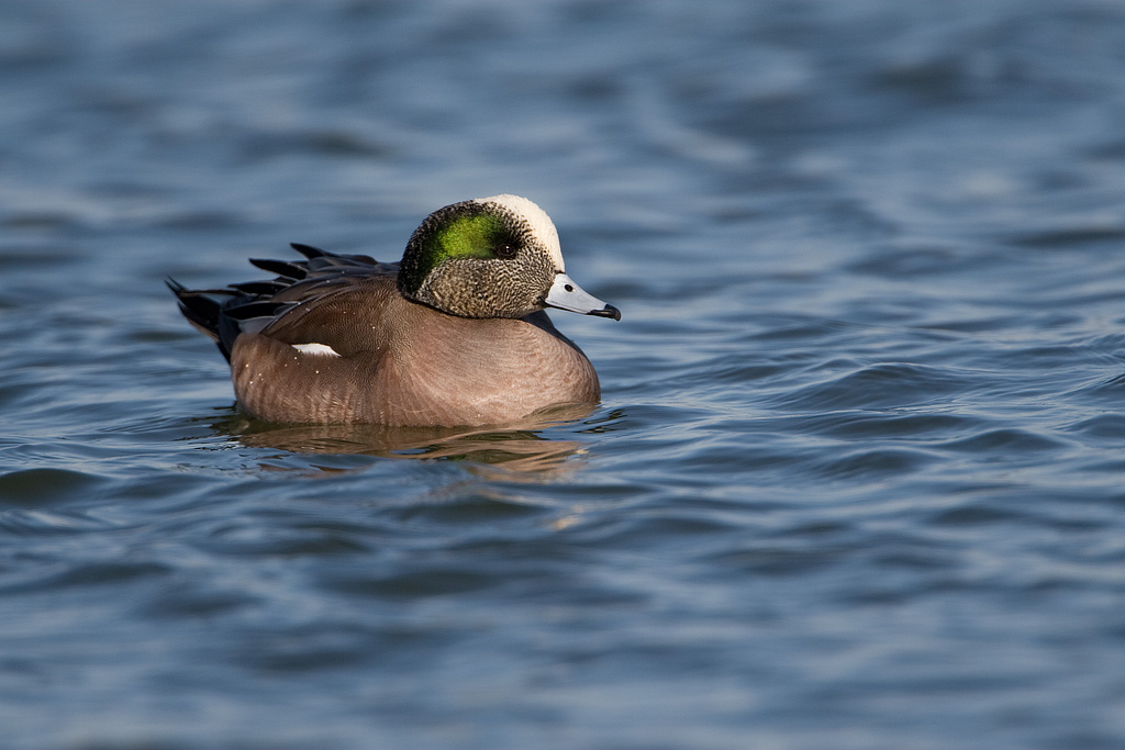 American Widgeon (Anas americana)