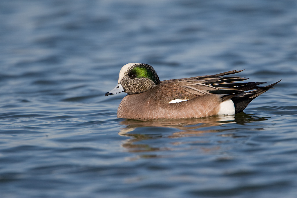 American Widgeon (Anas americana)