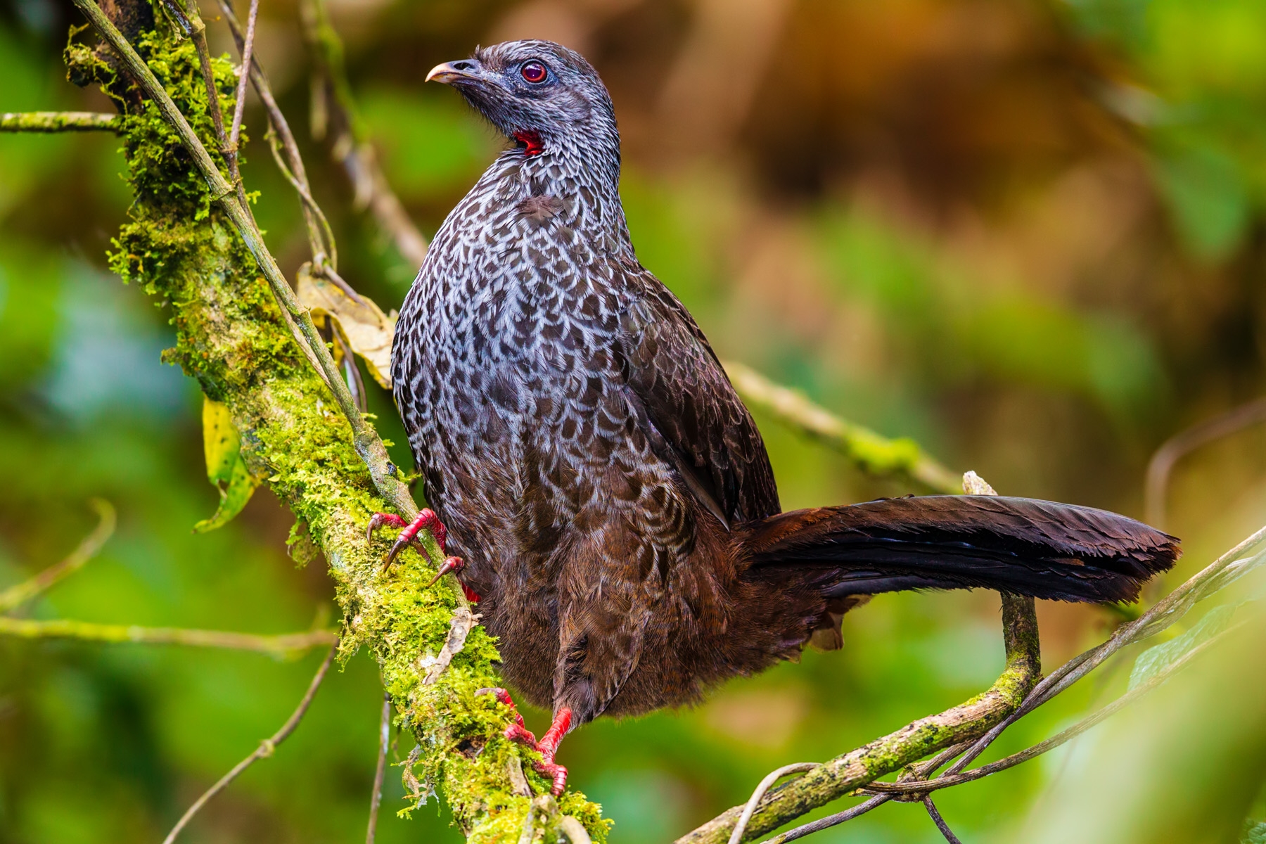 Andean Guan (Penelope montagnii)