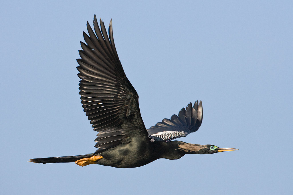 Anhinga (Anhinga anhinga)