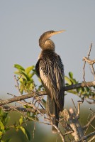 Anhinga (Anhinga anhinga)