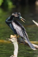 Anhinga (Anhinga anhinga)