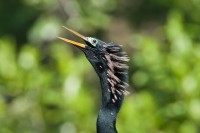 Anhinga (Anhinga anhinga)