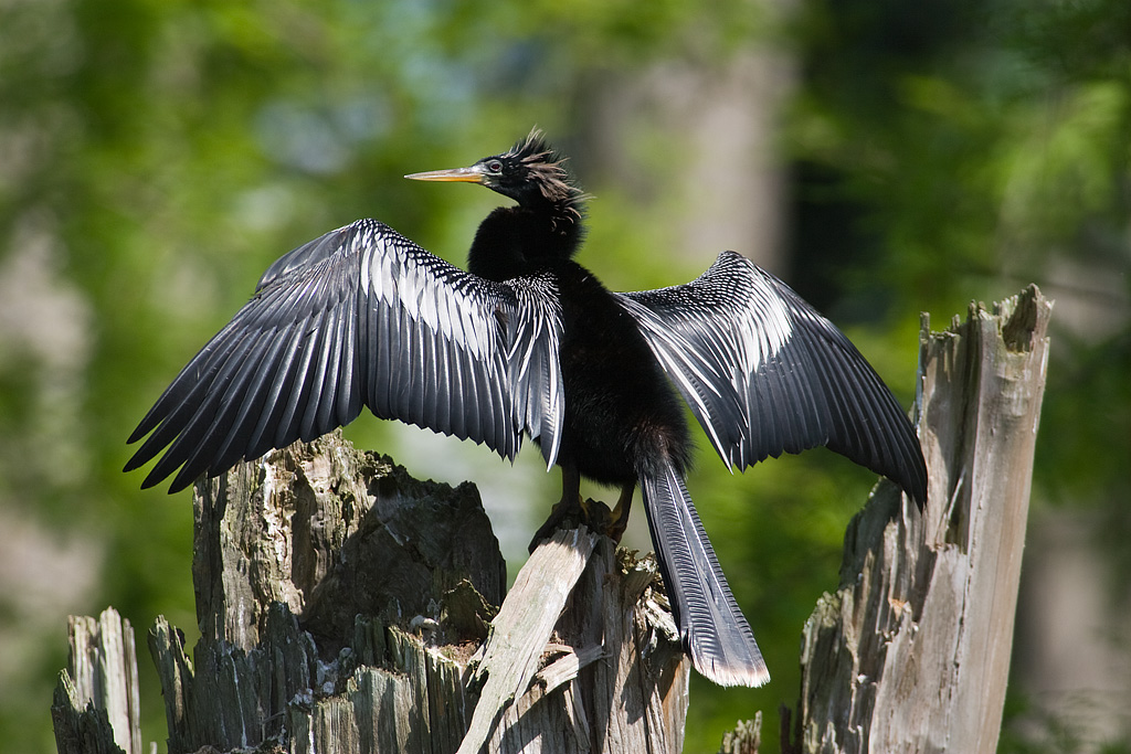 Anhinga (Anhinga anhinga)