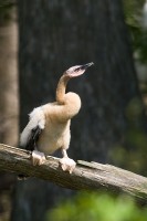 Anhinga (Anhinga anhinga)