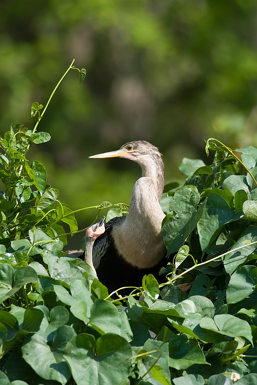 Anhinga (Anhinga anhinga)