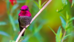 Anna's Hummingbird (Calypte anna)©