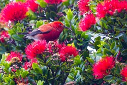 Apapane (Himatione sanguinea) in Ohia Lehua (Metrosideros polymorpha)