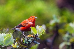 Apapane (Himatione sanguinea)